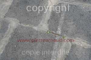 NUM07969